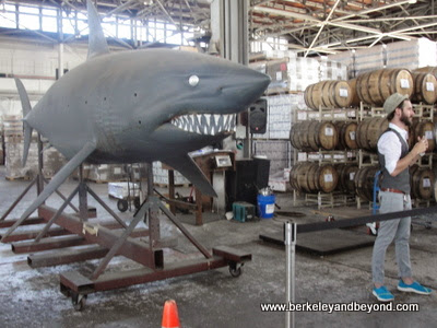 celebrity shark Bruce from "Deep Blue Sea" movie at St. George Spirits in Alameda, California