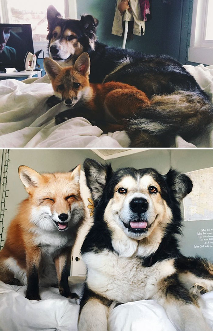 #1 Juniper The Fox And Moose Are Best Friends From The Day They Met Till Now - 15 Before & After Pics Of Animals Growing Up Together #1 Juniper The Fox And Moose Are Best Friends From The Day They Met Till Now - 15 Before & After Pics Of Animals Growing Up Together