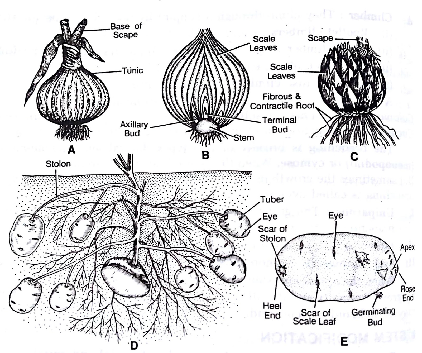 Botanica December 2018