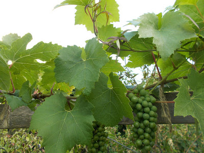 Summer pruning grapevines Green Fingered Blog