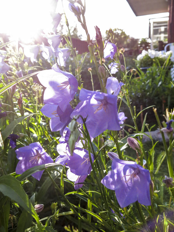 blåklocka, bluebell blåklocka, bluebell