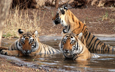 Jim Corbett National Park Jim Corbett National Park