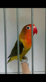 cara menghasilkan anakan lovebird olive cara menghasilkan anakan lovebird olive