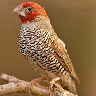 10 Jenis Finch Yang Paling Sering Dicari Pawiro Bird Farm Dove