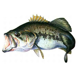 SECCIÓN DEL BLACK BASS