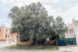 Ταχύτητα φύτευσης δέντρο χρονολόγηση