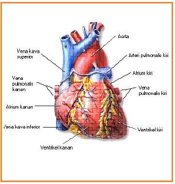 Pembuluh darah yang kaya dengan oksigen berasal dari paru-paru dan masuk ke serambi kiri adalah