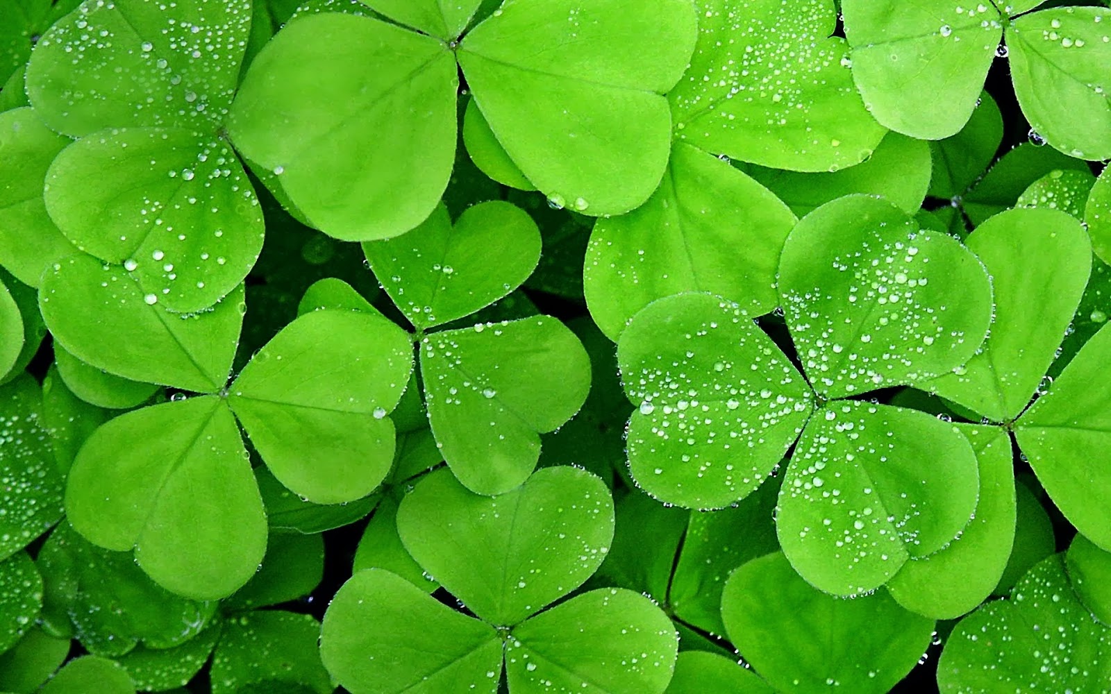 Beautiful Wallpapers for Desktop: Clover wallpapers hd