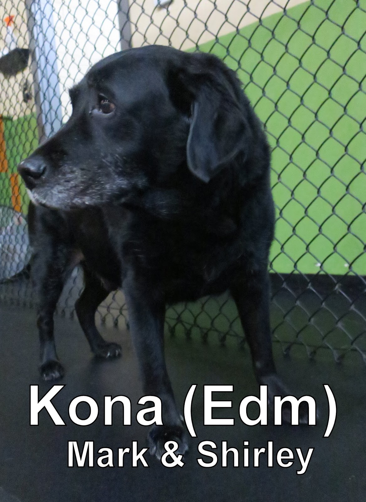 Fort Fido Dog Daycare & Boarding News Blog Sprinkles & Kona
