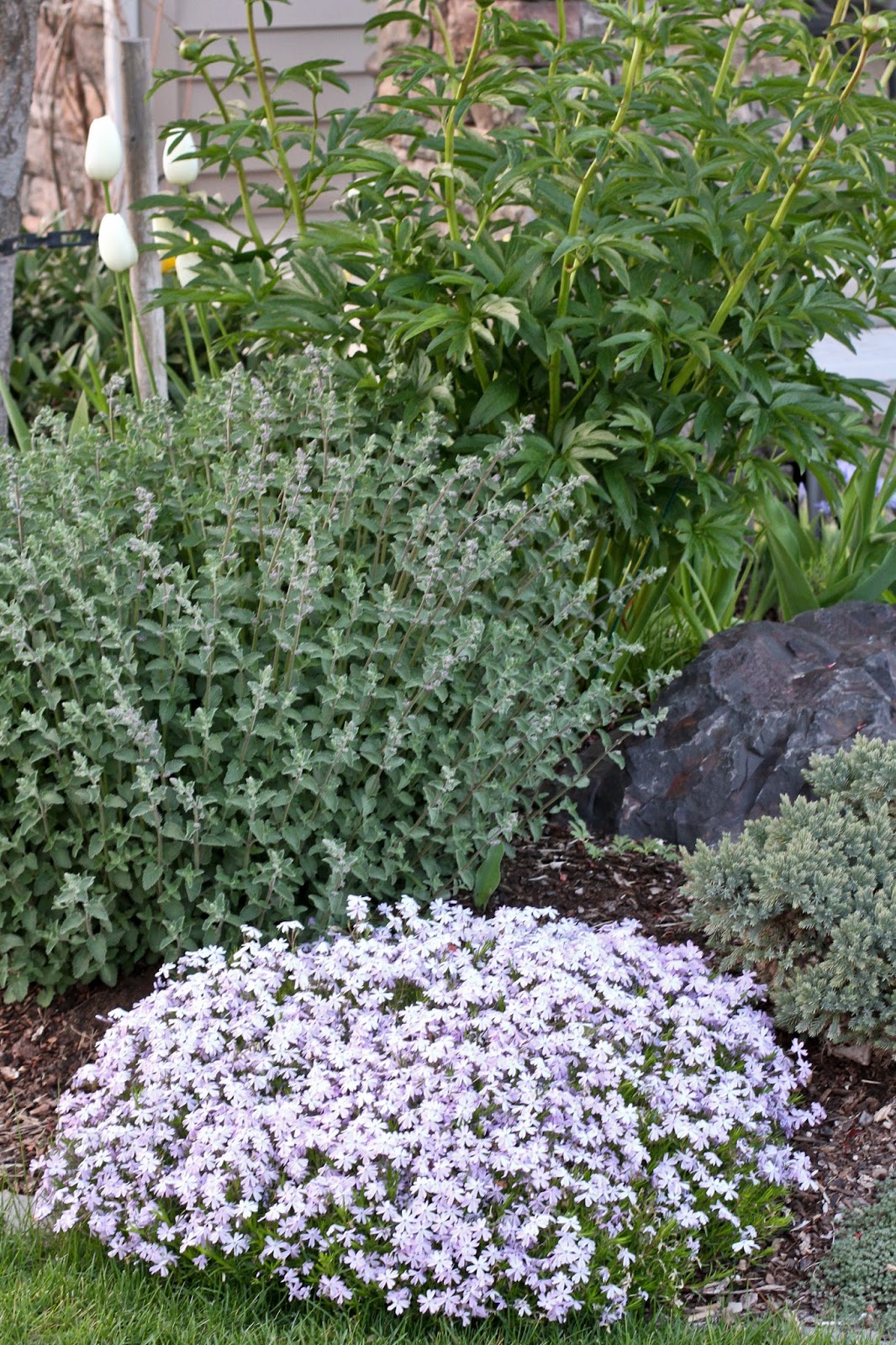 VW Garden Deer Resistant Perennials for Spokane Zone 5