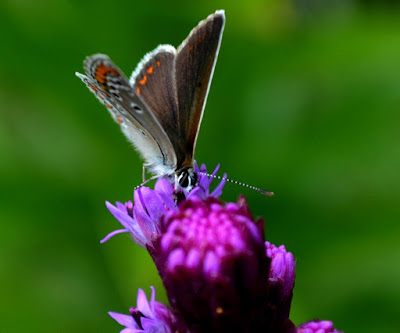 Fauna, Flora, Tiere, Vögel, Fische, Insekten, Blumen, Bäume, Fauna, Flora, Tiere, Vögel, Fische, Insekten, Blumen, Bäume, Berge, Meer, Ozean, Natur, Sonne, Mond, animals, birds, fish, insects, flowers, trees, mountains, sea,