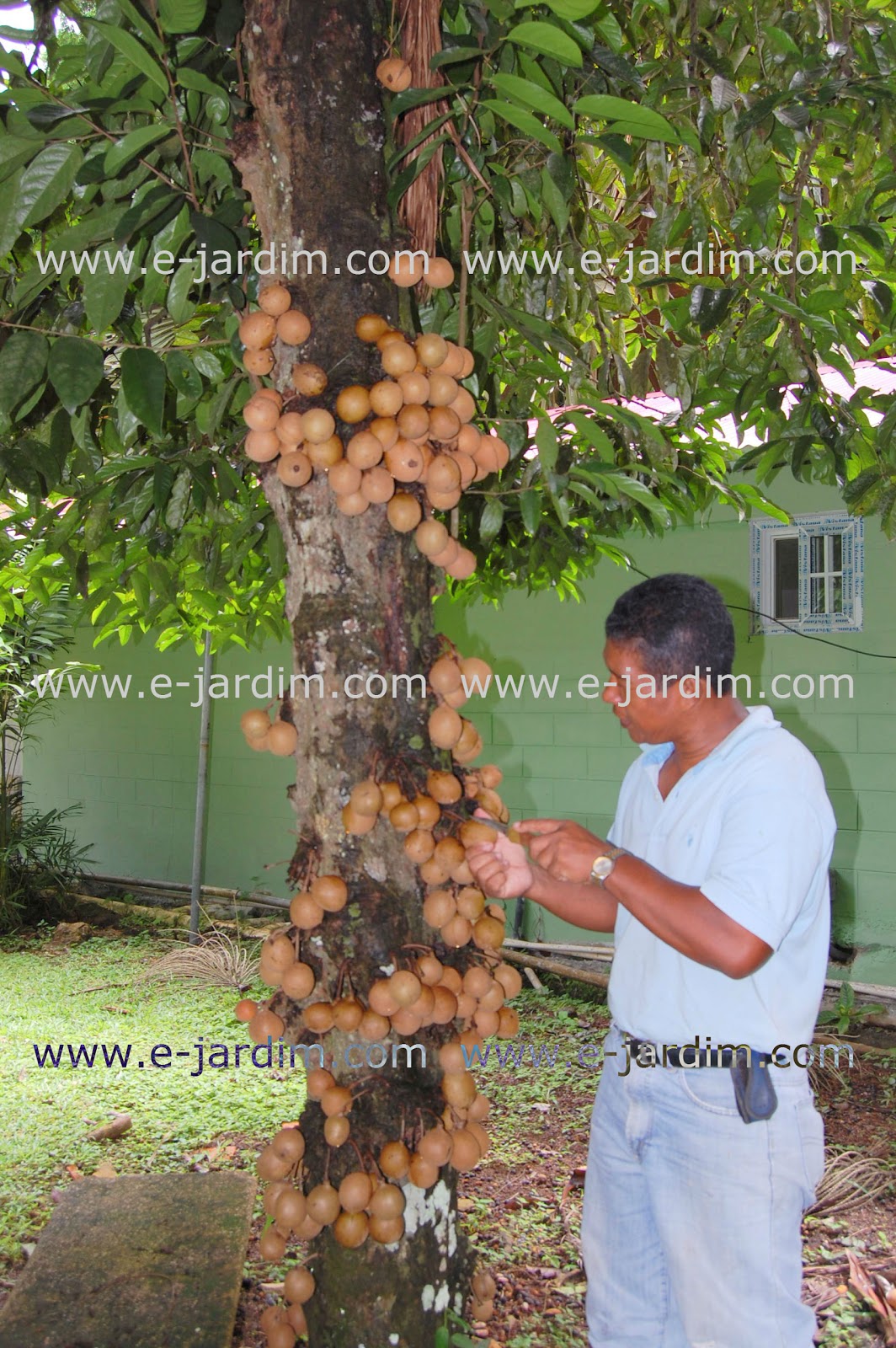 Blog do ejardim Saboreando o keppel