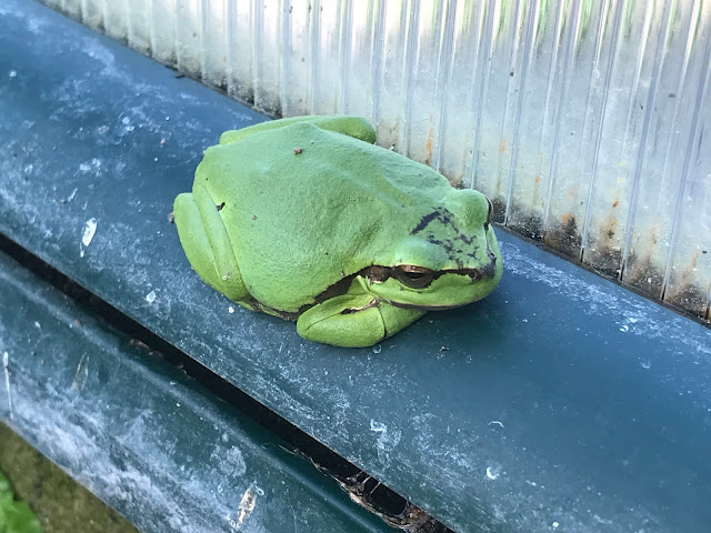 mein Laubfrosch im Gewächshaus (c) by Joachim Wenk mein Laubfrosch im Gewächshaus (c) by Joachim Wenk