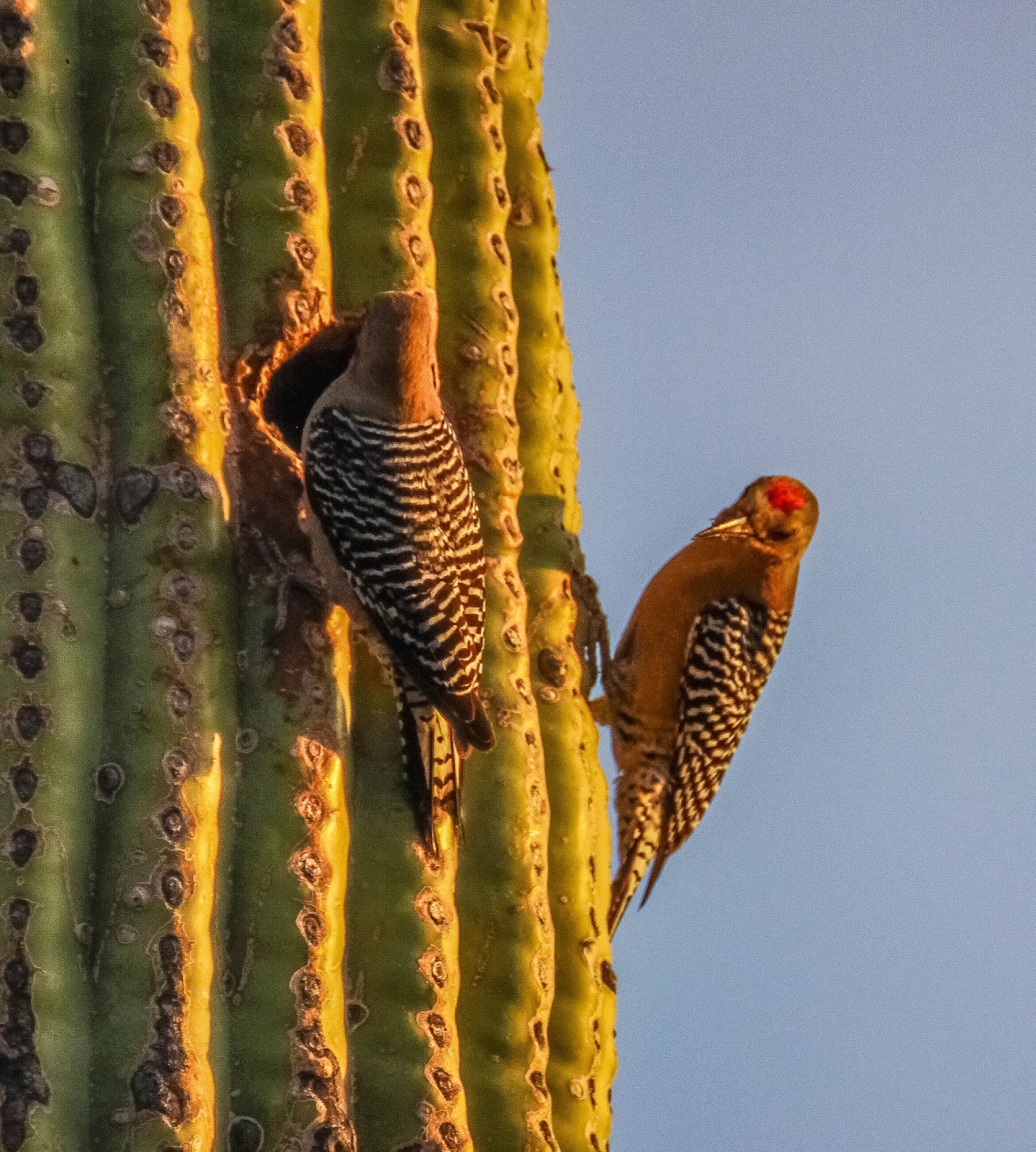 Cannundrums Gila Woodpecker