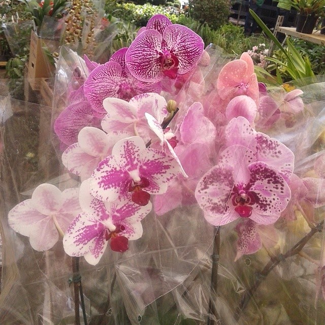 Orquídeas Phaleanopolis