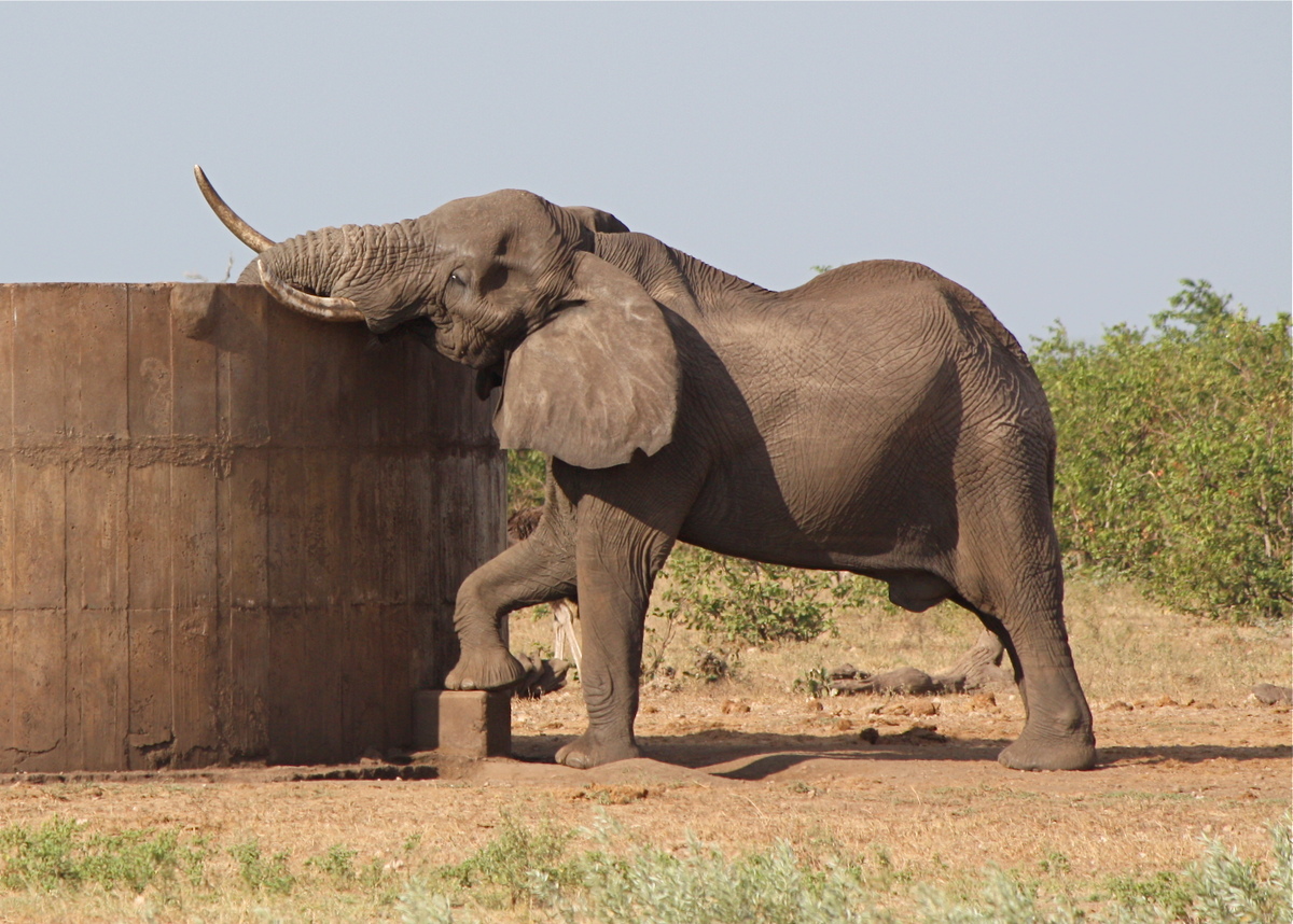 Caleçon homme trompe elephant Clearance