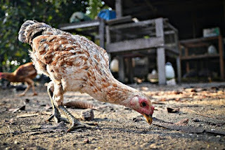 Cara Budidaya Ayam Kampung Asli