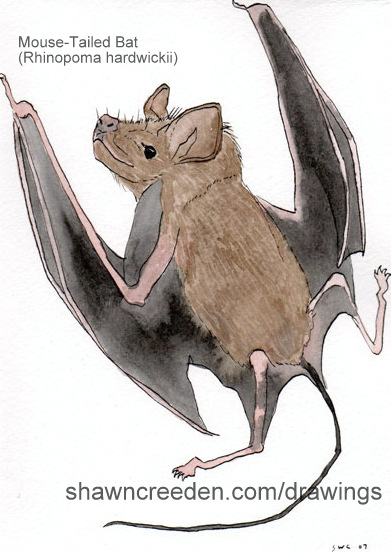 маус тейл кофе. Mouse tail кофейня. хвост мыши. мышь игрушка реалистичная. хвостик мышки.