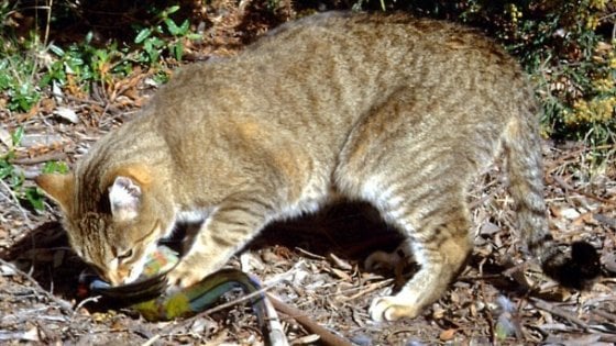 Associazione Italiana Difesa Animali Ed Ambiente In Australia