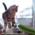 ¿Por qué los gatos tienen miedo a los pepinos?