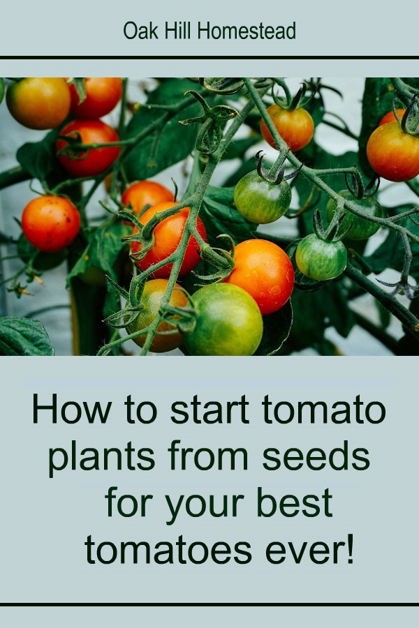 How To Start Your Tomato Plants From Seed For The Best Tomatoes Ever
