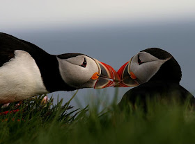 Beautiful Wildlife Photography
