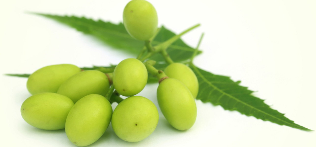 Neem Tree Helth benefits of Neem Tree Agreeculture of India