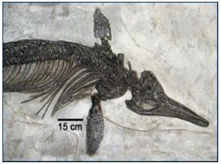 Fossil Ichthyosaurus intermedius pada masa Jura