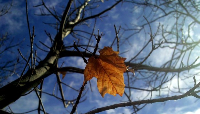 the theme of the story last leaf the theme of the story last leaf