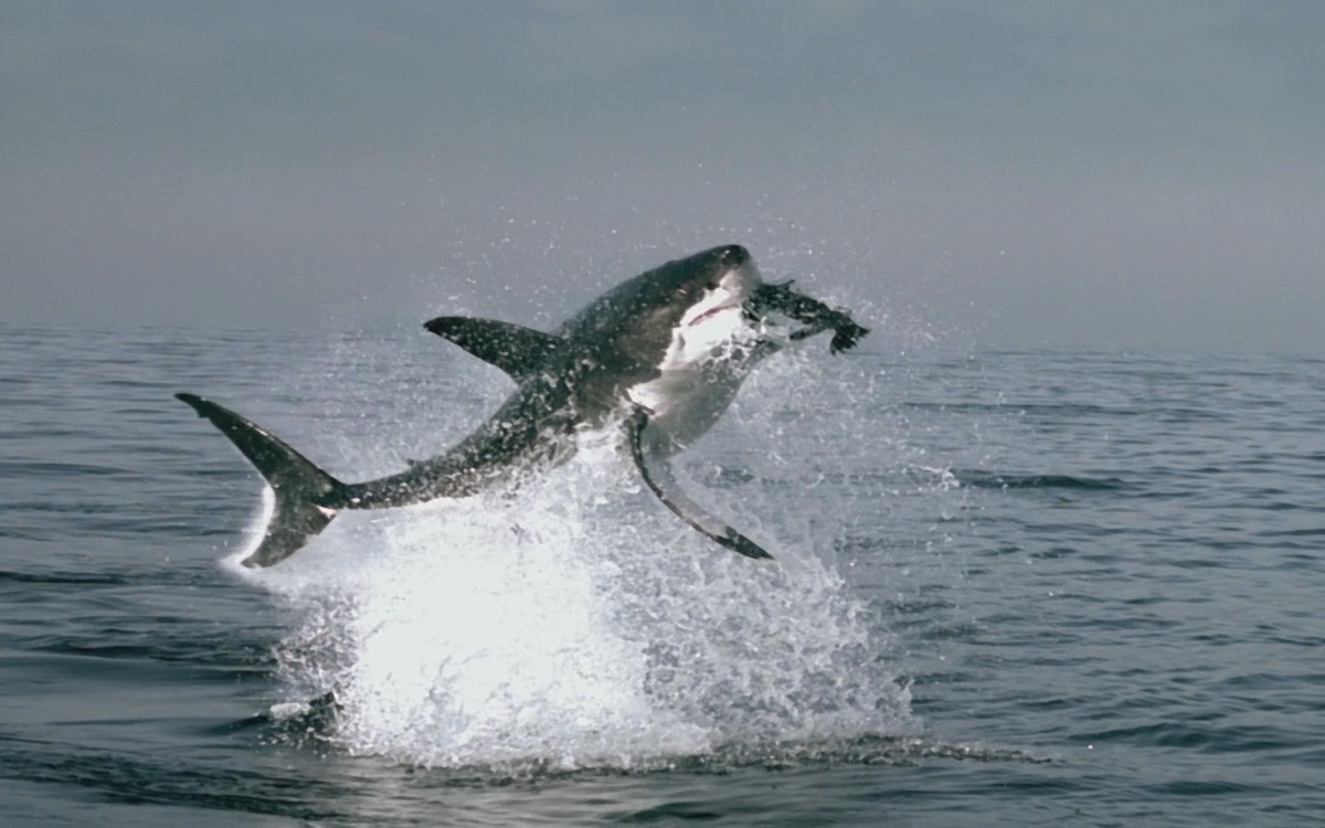 Great White Shark Animal Wildlife