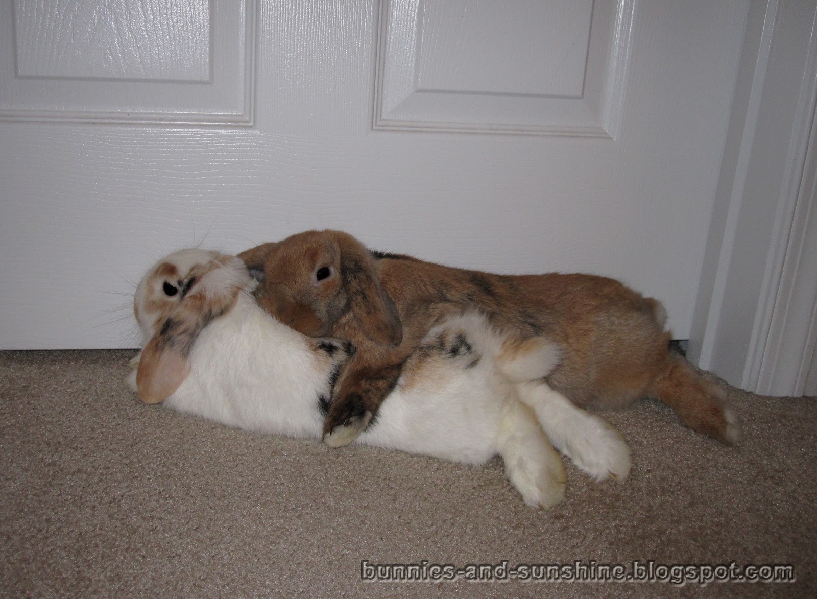 Bunnies and Sunshine Sleepy bunny hug.