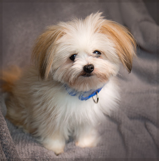 Shelter Dogs of Portland "POWDER PUFF" adorable ShihTzu/ Pom mix