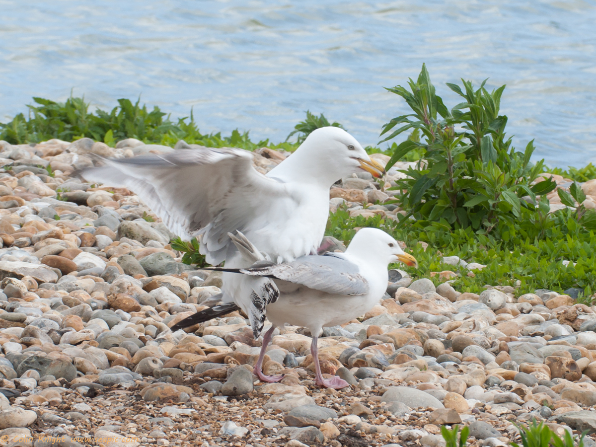 Postcards from Sussex Herring Gulls and a Small Heath