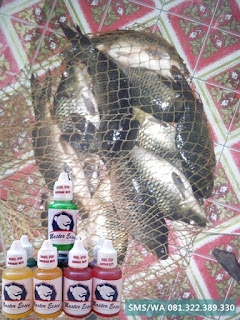 Essen Untuk Umpan Ikan Mas Kilo Gebrus Essen Untuk Umpan Ikan Mas Kilo Gebrus