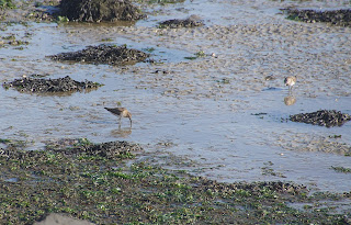 Bonte strandloper