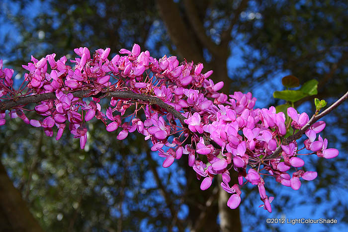 Light Colour Shade: Spring Colours. Pink and Red European Redbud, Judas