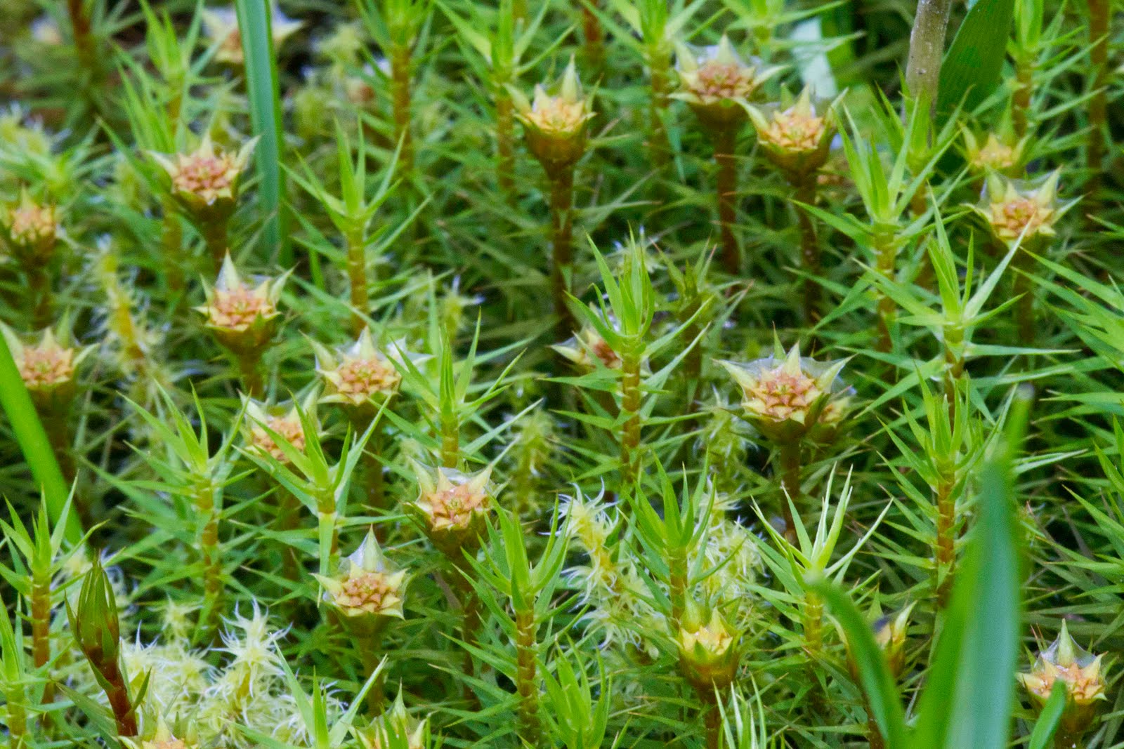 NWflora Juniper Haircap Moss, Polytrichum juniperinum