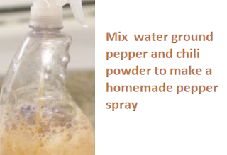 Pepper spray lizard repellent how to get rid and kills lizards Pepper spray lizard repellent how to get rid and kills lizards