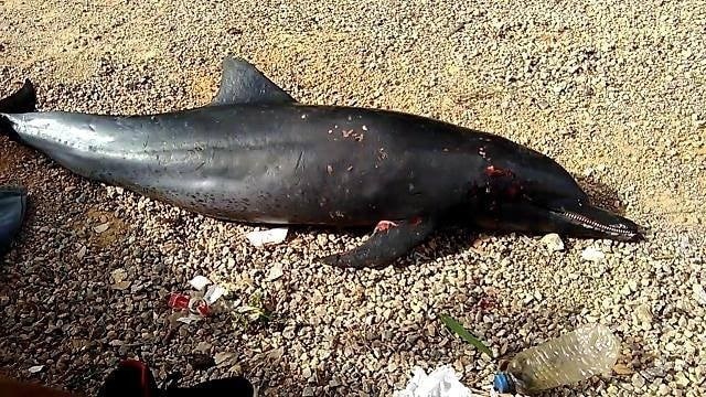 Video: Hallan delfín muerto en malecón de Sánchez Video: Hallan delfín muerto en malecón de Sánchez