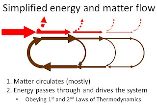 Matter and Flow of Energy - Mrs. McComas' Science Webpage