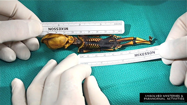 Atacama Skeleton – A 15cm long complete human mummy 2
