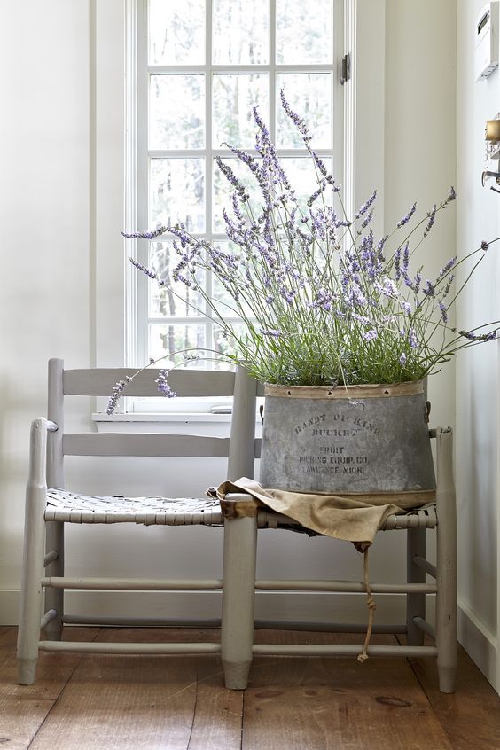 lavendel