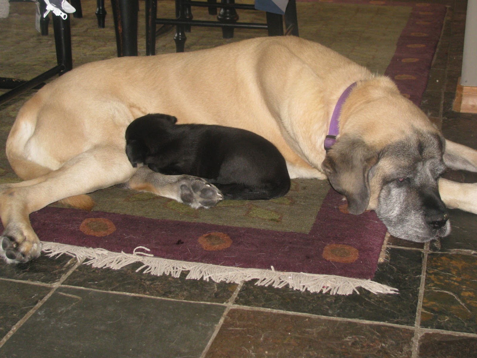 Here at the Hive A dog party! A big dog party! Big dogs, little dogs, red dogs, blue dogs