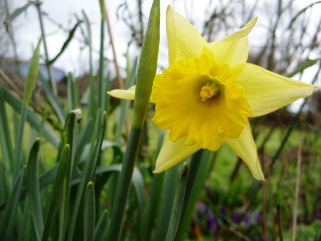 Kelli's Northern Ireland Garden Crocus n Bulb Update