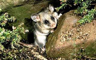 Mountain Pygmy-possum Mountain Pygmy-possum
