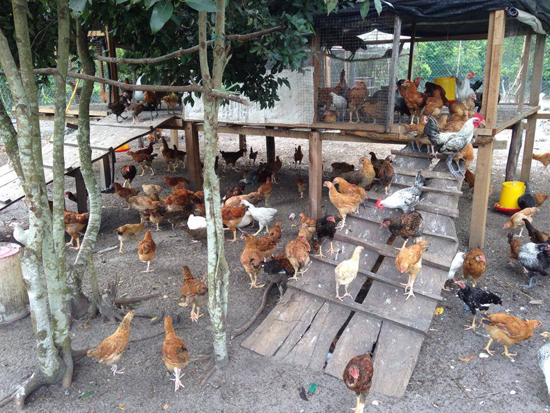 Ayam kampung near me