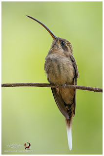 Long-billed Hermit (Phaethornis longirostris)