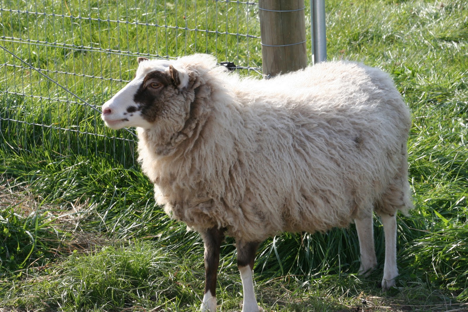 Mapleton Farm Sales List Sheep for Sale