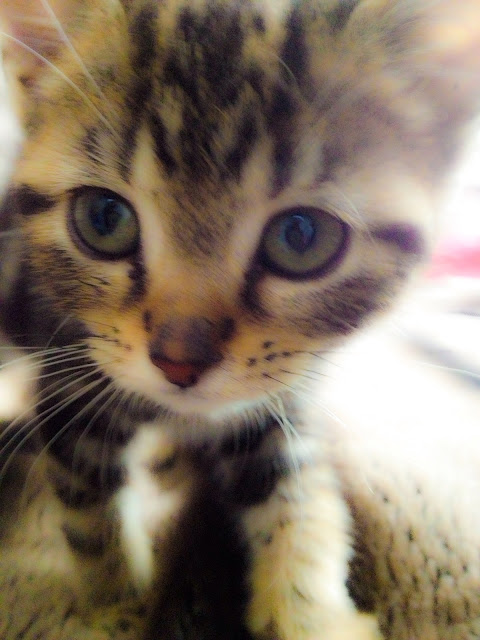 kitten by trash world from flickr (CC-NC-ND)
