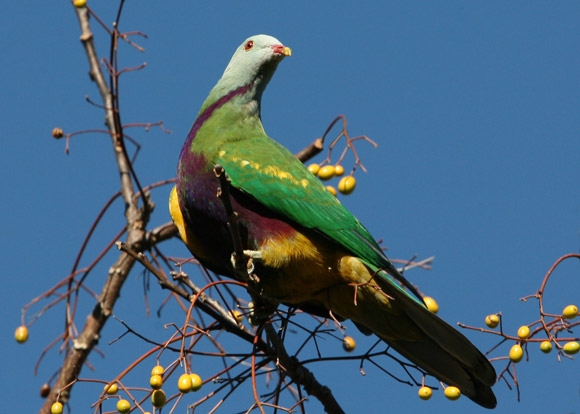 Superb Fruit-Dove | A Rare Pink-Necked Green #Pigeon Superb Fruit-Dove | A Rare Pink-Necked Green #Pigeon